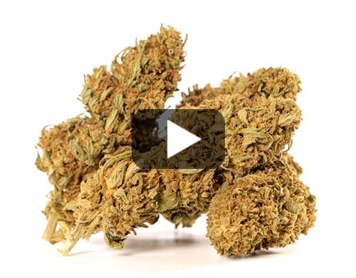 Aperçu vidéo des Fleurs CBD Sweet Berry de Canapa Light avec des nuances de vert et de marron