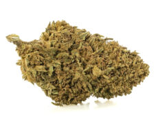 Fleur de CBD skunk h4 cbd culture biologique et durable en gros plan 