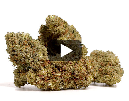 Apercu-video-des-Fleurs-CBD-AK47-CBD-BOOST-de-Canapa-Light-avec-des-nuances-de-vert-et-de-marron