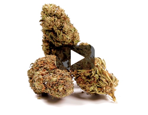 pot-ak47-cbd-boost-cannabis-cbd