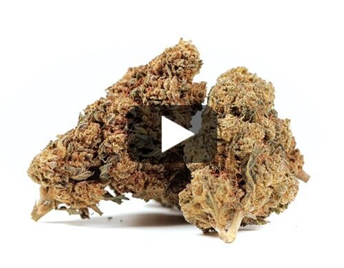 cbd-france-gg4-cbd-boost