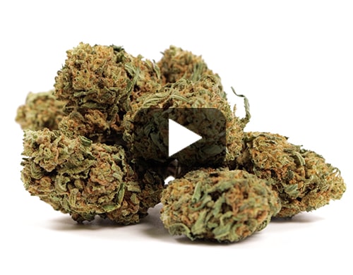 cbd-france-white-widow