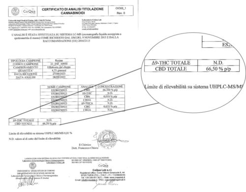 analyse d'image agrandie du taux de CBD de haschich primero