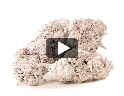 Vidéo OG Super Boost Découverte de la Fleur CBD de Qualité