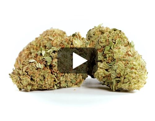 aperçu vidéo de cannabsi cbd white widow