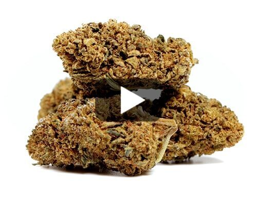 cbd-france-amnesia-cbd-boost