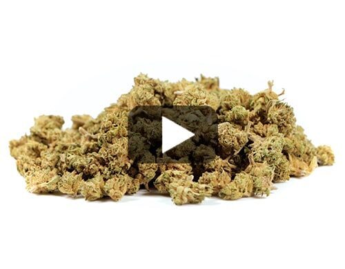 cbd-france-california-haze-small