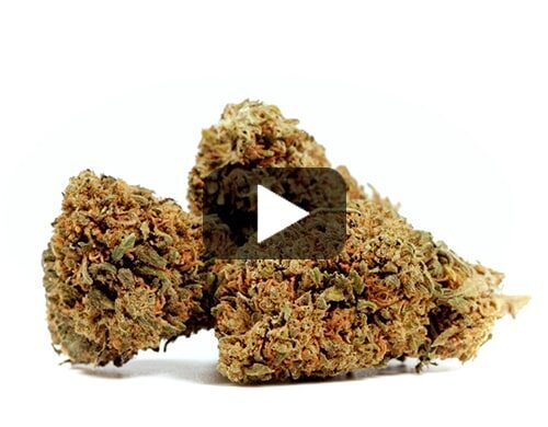 cbd-france-do-si-dos