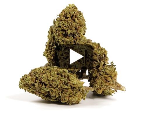 cbd-france-gorilla-glue