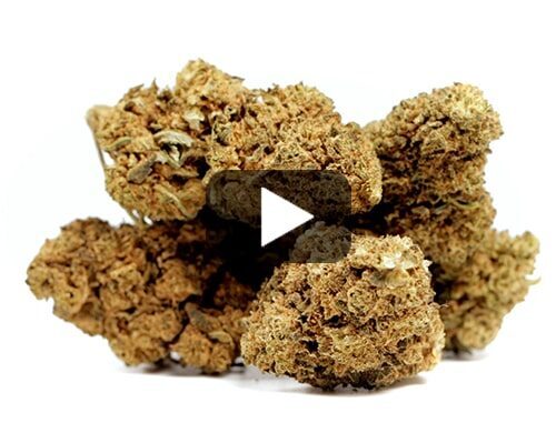 cbd-france-master-kush