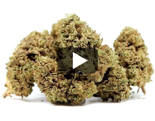 cbd-france-melon-kush